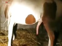 The dream of all horselover