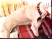 The great russian - Dog Porn