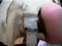 This dog loves to fuck