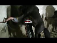 Unbetitelt - Dog Porn
