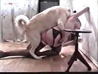 Unger for dog