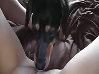 Whitney wisconsin teen getting licked by dog - Dog Porn