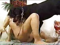 Woman and two rotts