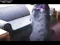 Woman fucks and ride dog