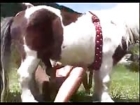 Women fucking pony - Dog Porn