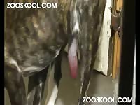 [ Zooskool - Dog Porn and Sex Animal ] kerstin dane day - Zoo Porn Video