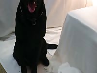 My dog loves me3 - Dog Porn