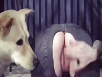 New vixen video part 2 - Dog Porn