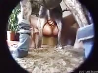 Pregnant brunette enjoys brutal bestiality