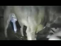 Surreal woman gets engaged with a huge dick dog - Dog Porn