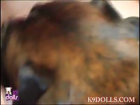 K9dolls sky blue - Dog Porn