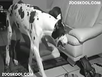 [ Zooskool ] Kerstin ich liebe hunde2