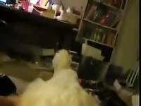 Liking dog