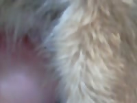 Lupy - Dog Porn