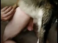 Male dog having sex after a long time of abstinence or for the first time