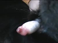 Masturbate dog 1 - Dog Porn