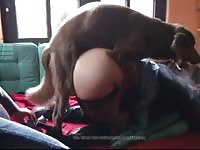 Ein neues weibchen fur sam