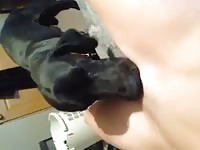 F3712c972947a7f59712e61dd7082f07 - Dog Porn