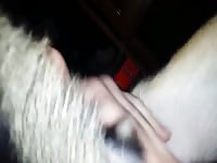 Faggot jerks off dog - Dog Porn