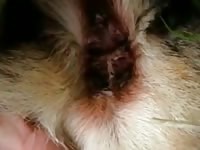 German shepherd handjob - Dog Porn