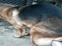 German shepherd semen collection - Beastiality Porn