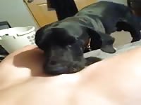 Good licking - Dog Porn