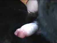 Handjob for the dog