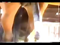 Happy horse cock