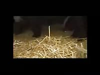 Horse fuck sissi insid creampie in pussy - Horse Porn