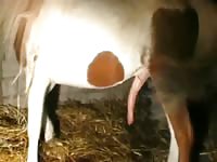 Horse gush - Horse Porn