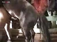 Horse mini 1