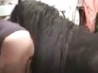 Horse mounting