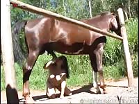 Horse porn hard free in village