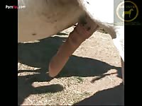 Horses condom collection - Beastiality Porn