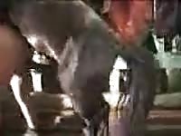 Horses creampie leporno 11