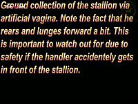 Horses cross tie collection - Beastiality Porn