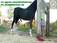 Horses getting the best ejaculation from a stallion that you can - Zoo Porn Sex
