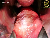 Horses inside a mare s vagina - Zoo Porn Sex