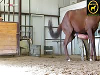 Horses long penis short av - Zoo Porn Sex