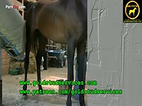 Horses offside view of washing a stallion s penis prior to semen collection - Zoo Porn Sex