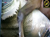 Horses open av ejaculation 2 - Zoo Porn Sex