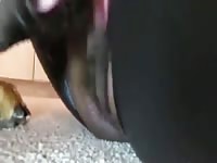 Animal sex experience of an ebony 2
