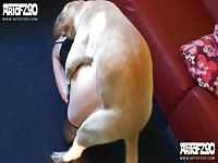 Annalena honey love [ artofzoo ] - Dog Porn