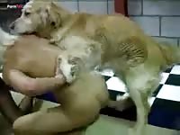 Another dog show