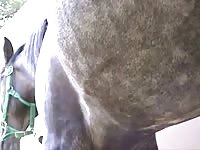 [ Caledonian ] shawn loves her horse - Horse Porn