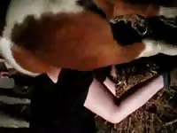 Crazy horse you horny fucks this woman with a lot of violence - Horse Porn