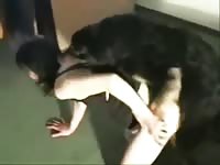 Dirty whores adore having sex with dogs