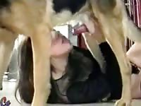 Dog and dildo4