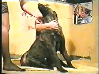 Dog and friends