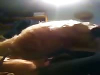 Dog facefuck